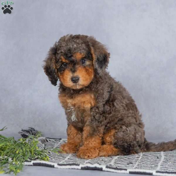 Teddy, Miniature Poodle Puppy
